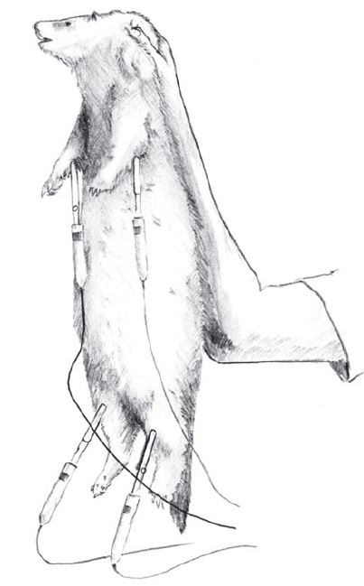 Рисунок 2. "Метод подвешивания" при записи ЭКГ хорька, «hanging method» Z. Dudás-Györki at all, 200
