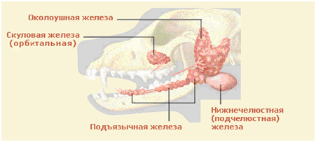 Рис. 1 - Слюнные железы собаки