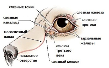 Рис. 3. Система выработки и отведения слезы
