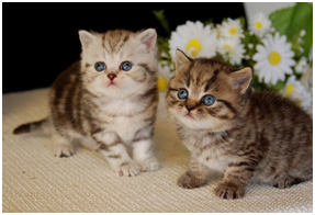Вирусная лейкемия кошек