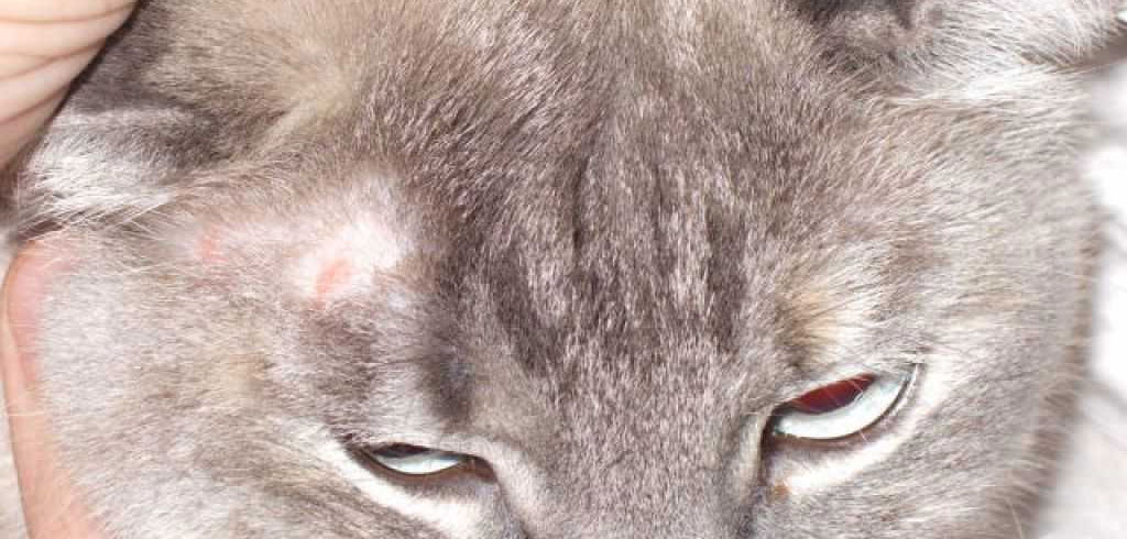 Лишай у кошек и котов