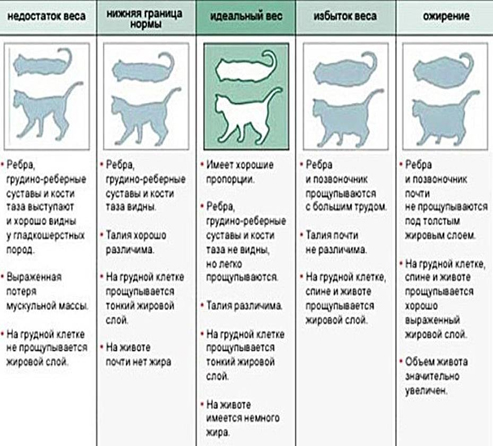 Рацион кошки
