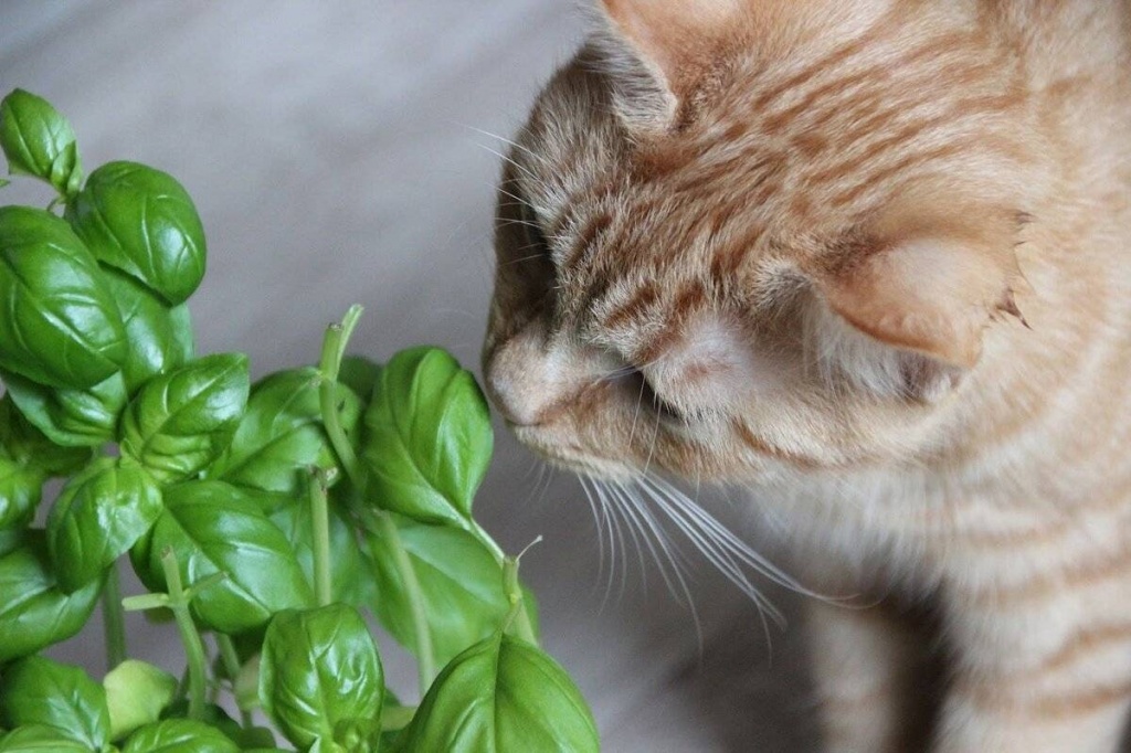 Понос у кошек и котов