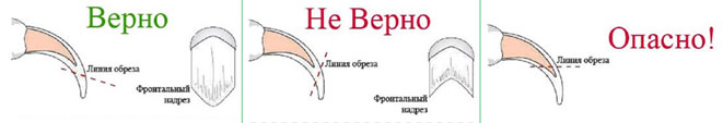 Стрижка когтей: полное руководство от ветеринарного врача